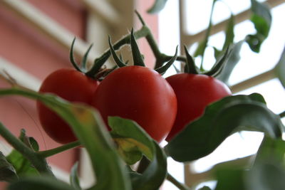 Close-up of red flower