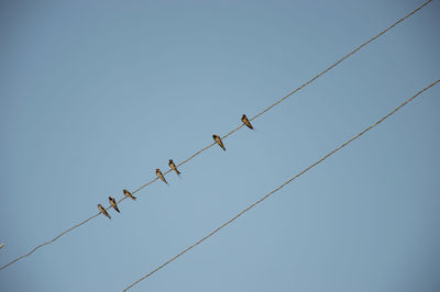 Low angle view of birds perching on cable