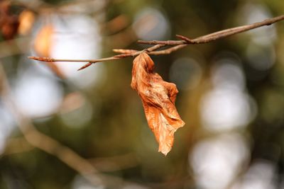 Close-up of dry autumn leaf