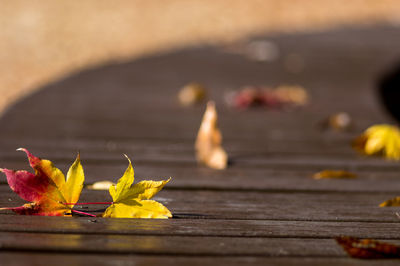 Close-up of yellow leaves on wooden table