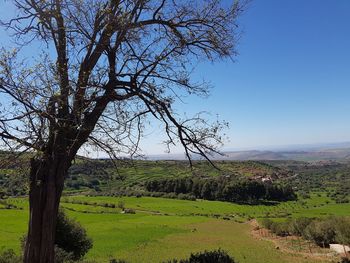 Scenic view of field against clear sky