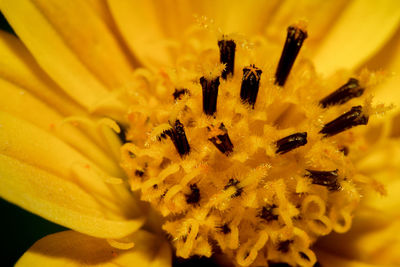 Macro shot of yellow flowering plant