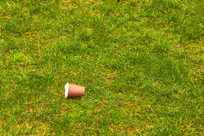 High angle view of small grass on field