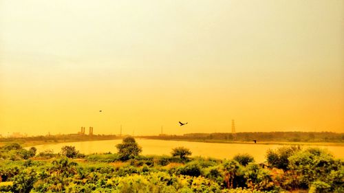 Bird flying over river of sunset