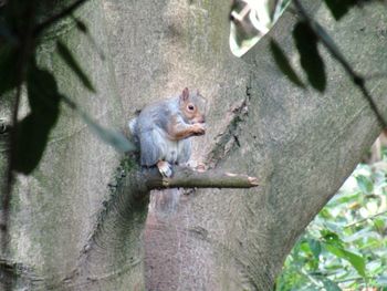 Squirrel on tree trunk