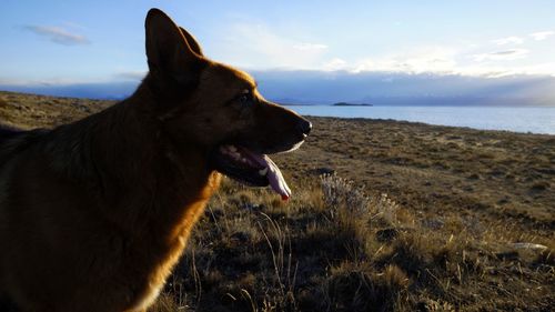 Dog looking at sea shore