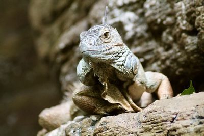 Close-up of lizard on rock