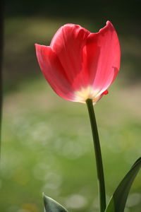 Close-up of red flower