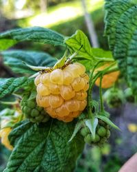 Close-up of fruit growing on plant