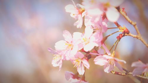 flowering plant