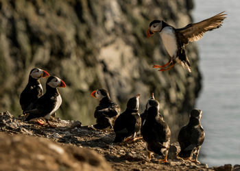 Flock of puffins