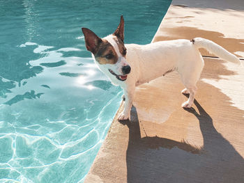 Happy jack russell terrier dog standing poolside on a sunny summer day