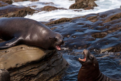 High angle view of sea lion on shore