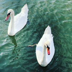 High angle view of swans swimming in lake