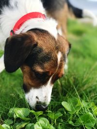 Close-up of dog on field