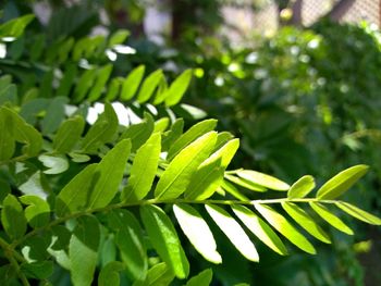 Close-up of green leaves