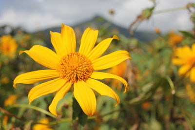 Close-up of yellow flower