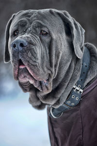 Close-up of dog looking away