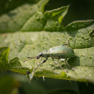 Close-up of beetle on leaf