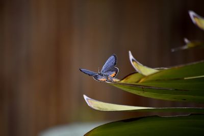Close-up of insect on plant