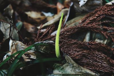 Close-up of plant growing on field