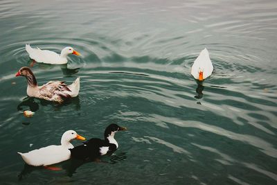 High angle view of birds in lake