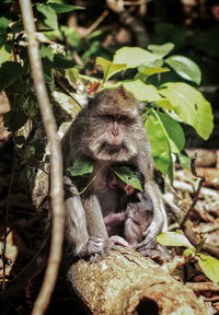 Monkey sitting on tree