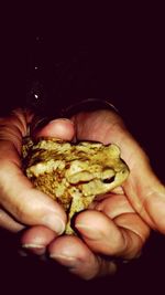 Close-up of hand holding crab