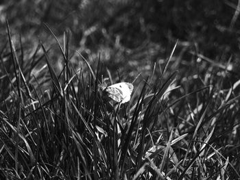 Close-up of grass on field