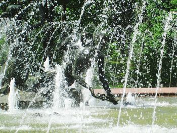 Trees in water