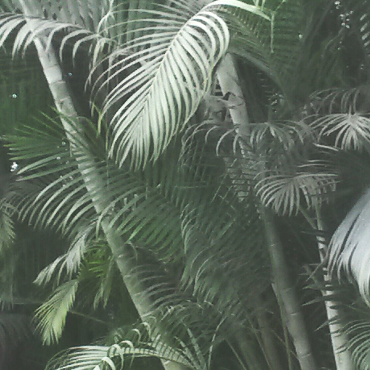 palm tree, tree, growth, low angle view, palm leaf, leaf, nature, beauty in nature, tranquility, green color, branch, day, outdoors, sky, no people, sunlight, plant, natural pattern, backgrounds, tree trunk