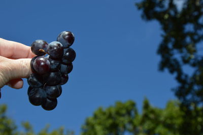 Zoom on grapes with blue sky background