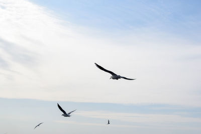 Low angle view of seagulls flying