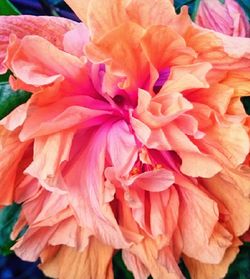 Close-up of orange day lily blooming outdoors