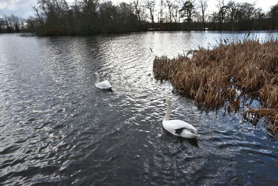 Swan swimming on lake