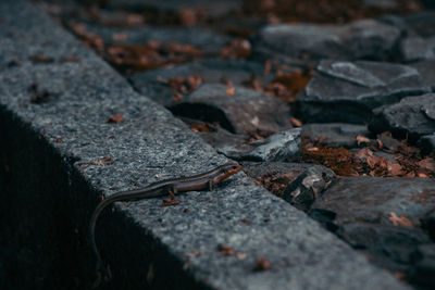 High angle view of lizard outdoors