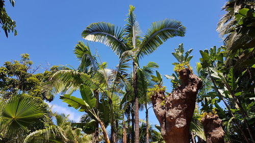 Low angle view of coconut palm trees against sky