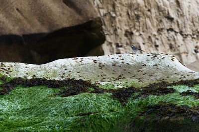 Close-up of insect on rock