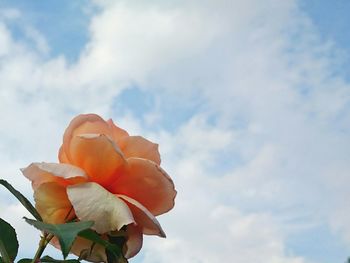 Low angle view of flowers against sky