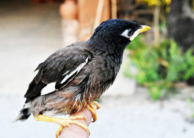 Brown-black-white myna bird and gentle hand on a blurred background