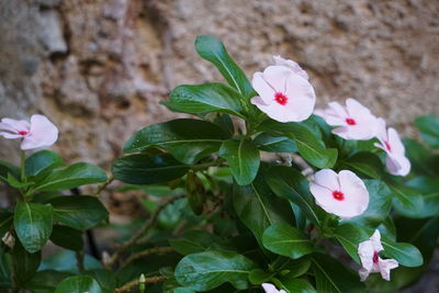 Close-up of pink flower