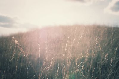 Close-up of wheat field against sky