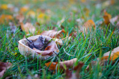 Close-up of mushroom growing on field