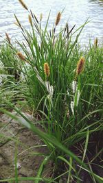 Plant growing in water