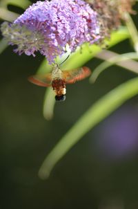 Close-up of bee on flower