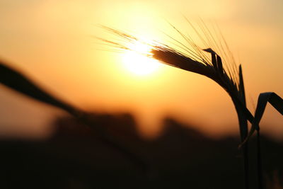 Close-up of silhouette plant against sky during sunset