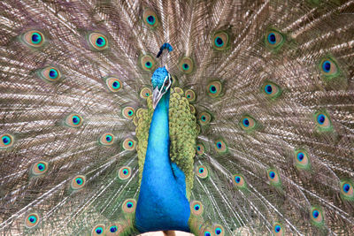 Close-up of peacock feathers