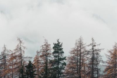 Low angle view of trees in forest against sky