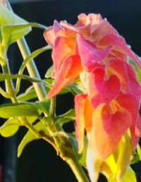 Close-up of flower blooming outdoors