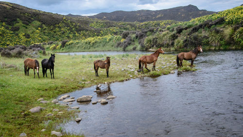 Horses in a lake